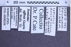 Etikette zu Semiotus angusticollis (Blanchard, 1843) (NHMW-ZOO-COL-0008226)